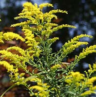 Goldenrod is one of the many wildflowers that bring color to our area.